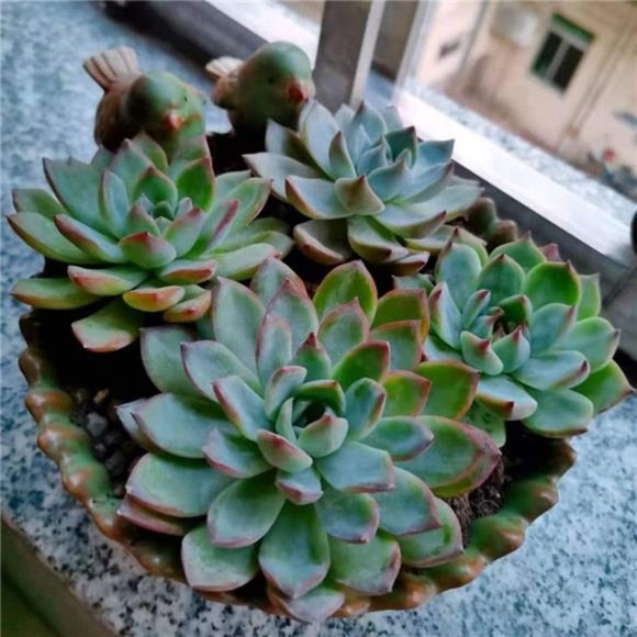 Special Design Fun Garden Flower Planter Succulent Pot Planter (Bird) - Picture 3 of 6